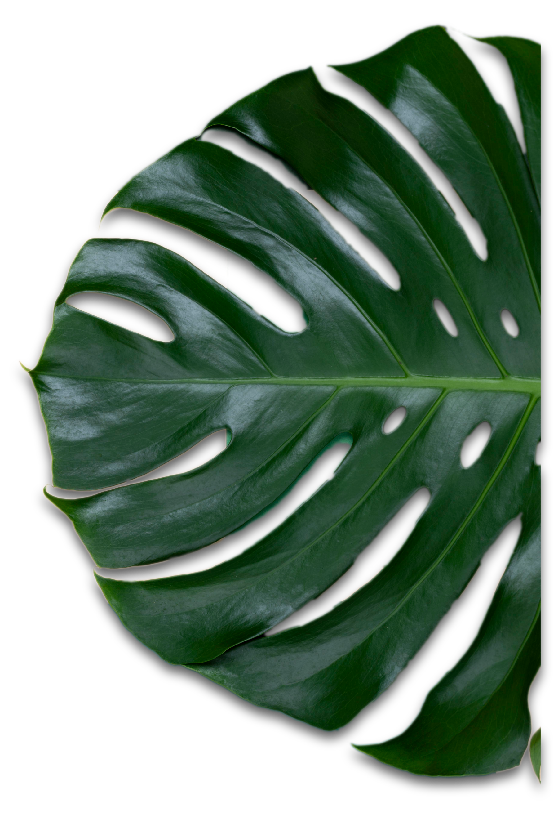 Dekoratives Blatt